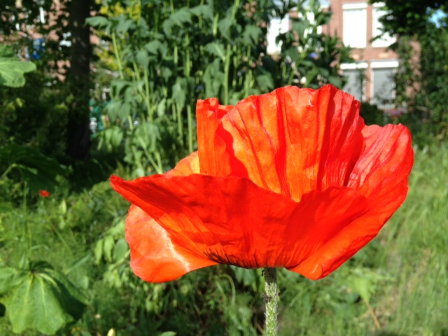 klaproos papaver