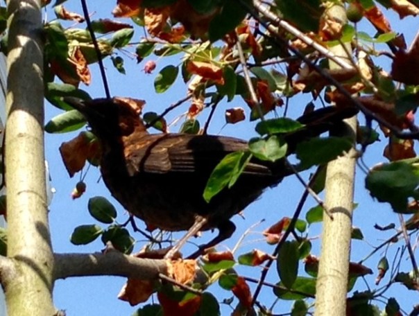 merel tuin juni 2017