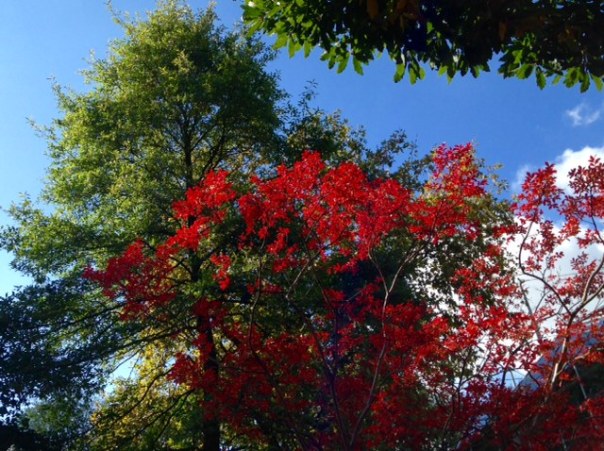 Lagerstroemia indica L.