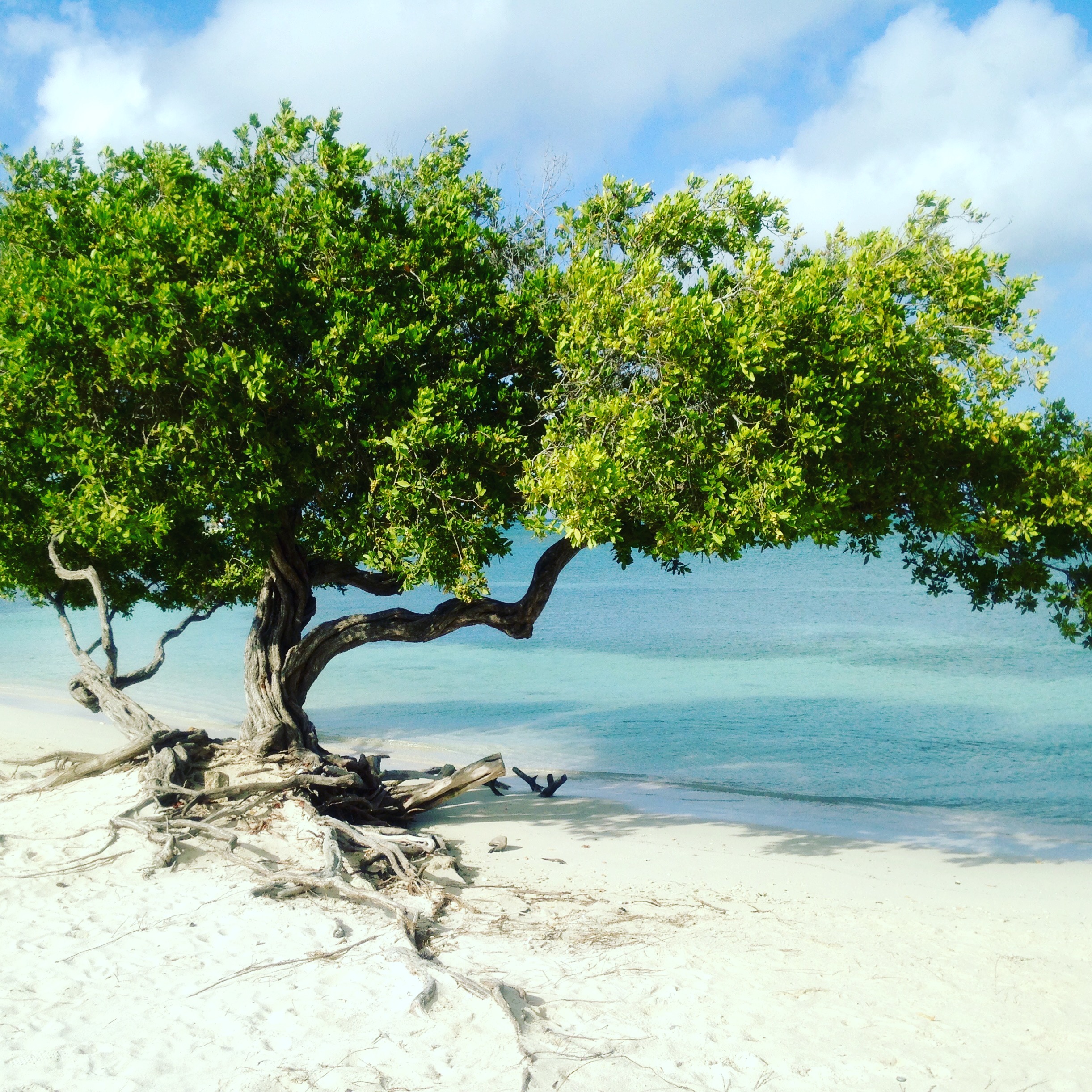 DIVI BOOM 2018 aruba