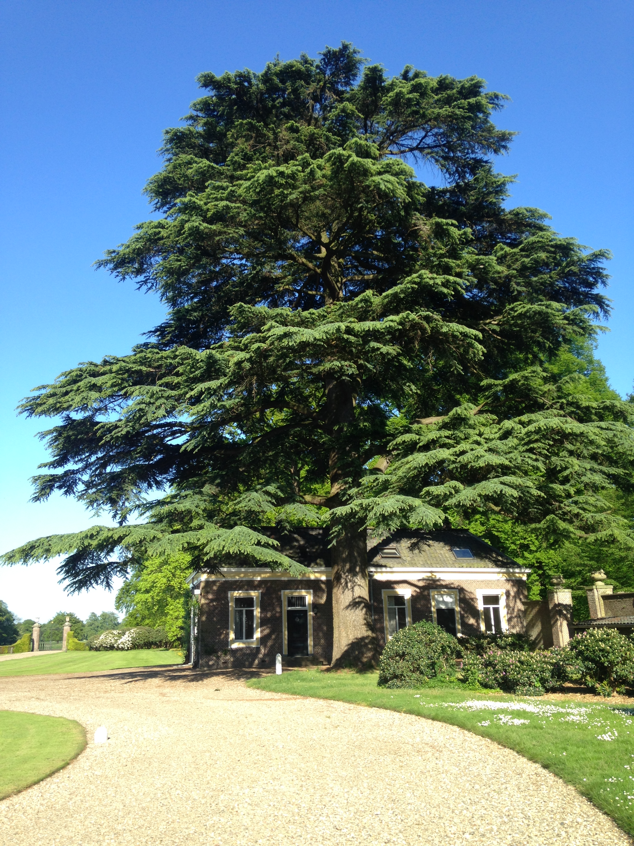 libanese boom bingerden juni 2018